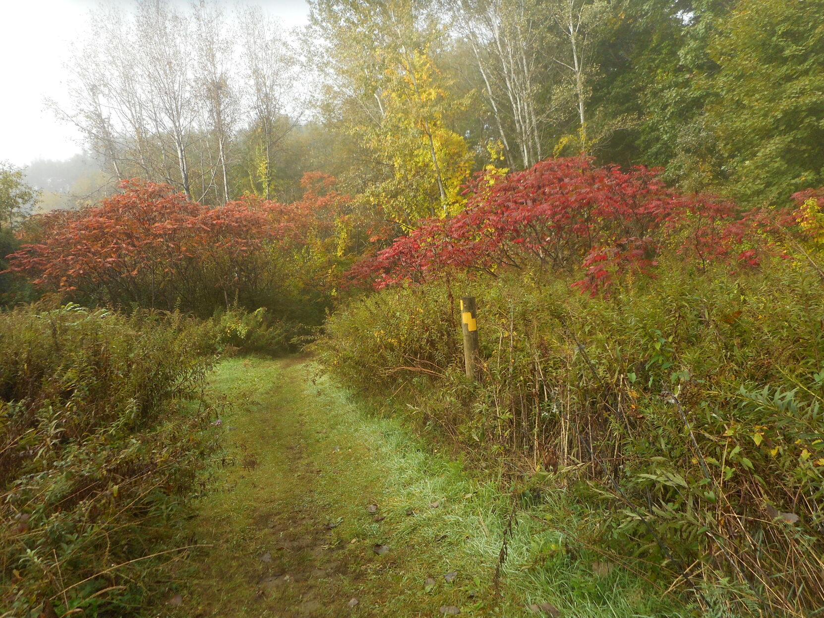 A trail blaze at springside parl